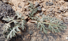 Cymopterus glomeratus