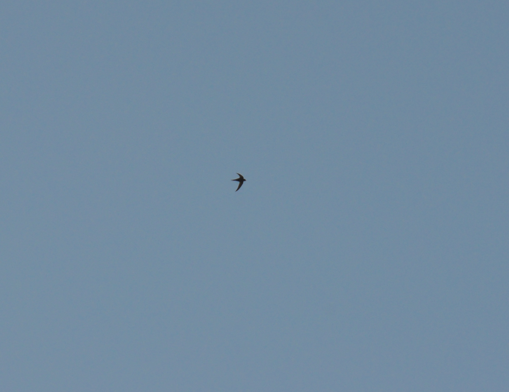 Apus apus (Linnaeus, 1758)