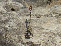 Paragomphus sinaiticus