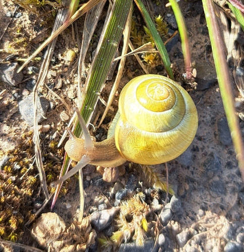 Cepaea