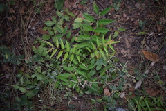 Astronium graveolens