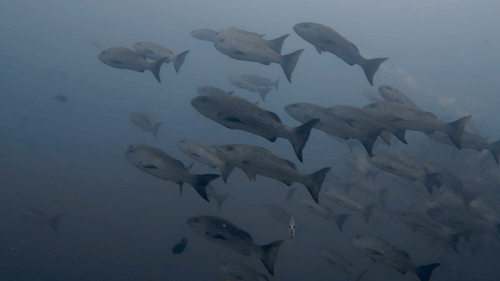 Mullet snapper (Lutjanus aratus) — Lutjanidae