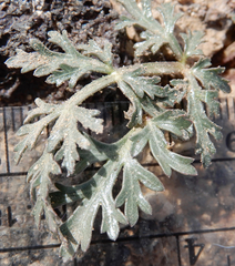 Cymopterus glomeratus