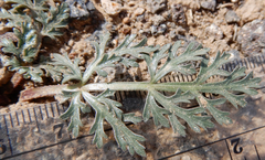 Cymopterus glomeratus
