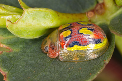 Paropsisterna nobilitata