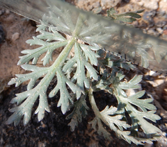 Cymopterus glomeratus