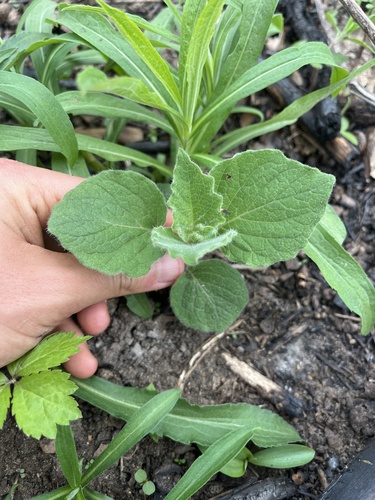 clammy groundcherry