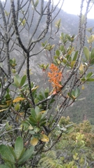 Dendrophthora clavata