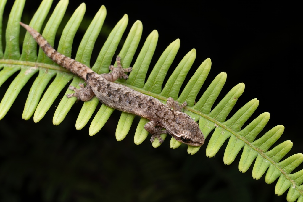 Jianfengling Slender Gecko