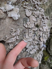 Dermatocarpon muhlenbergii