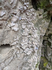 Dermatocarpon muhlenbergii