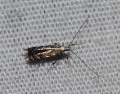 Leucospilapteryx venustella