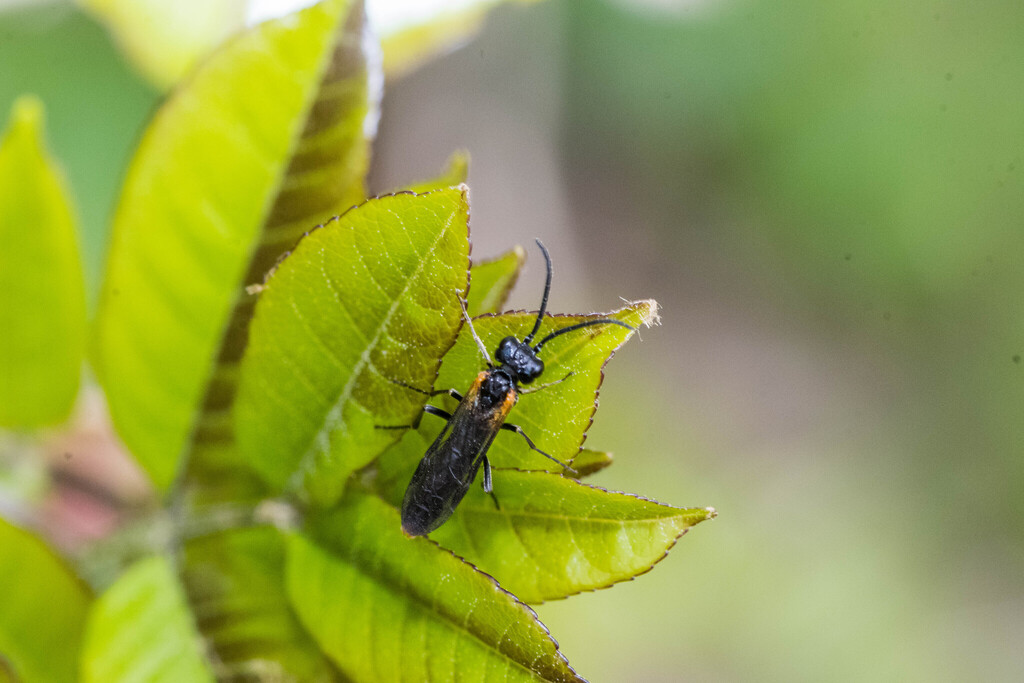 Allantus xanthopygus