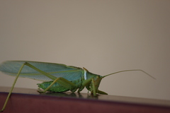 Terpandrus woodgeri