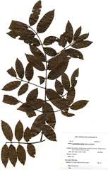 Landolphia kirkii