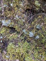 Dermatocarpon muhlenbergii