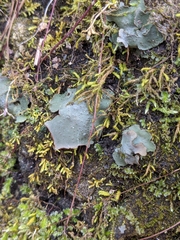 Dermatocarpon muhlenbergii