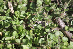 Veronica hederifolia