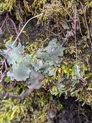 Dermatocarpon muhlenbergii