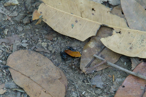 Ebenau's Golden Frog, Mantella ebenaui