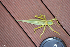 Terpandrus woodgeri