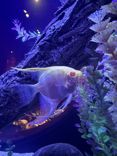 Cá ông tiên albino trắng mắt đỏ trong bể có hang đá