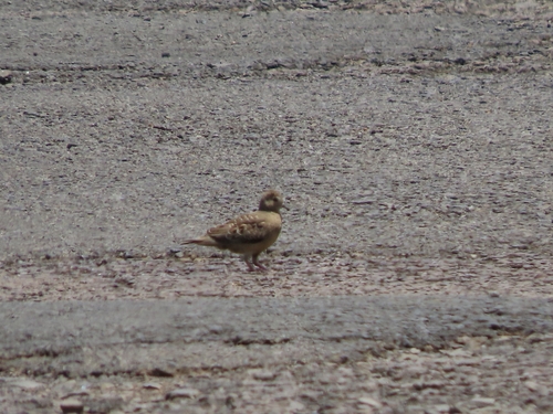 Plain-breasted Ground Dove (Columbina minuta), photo 4