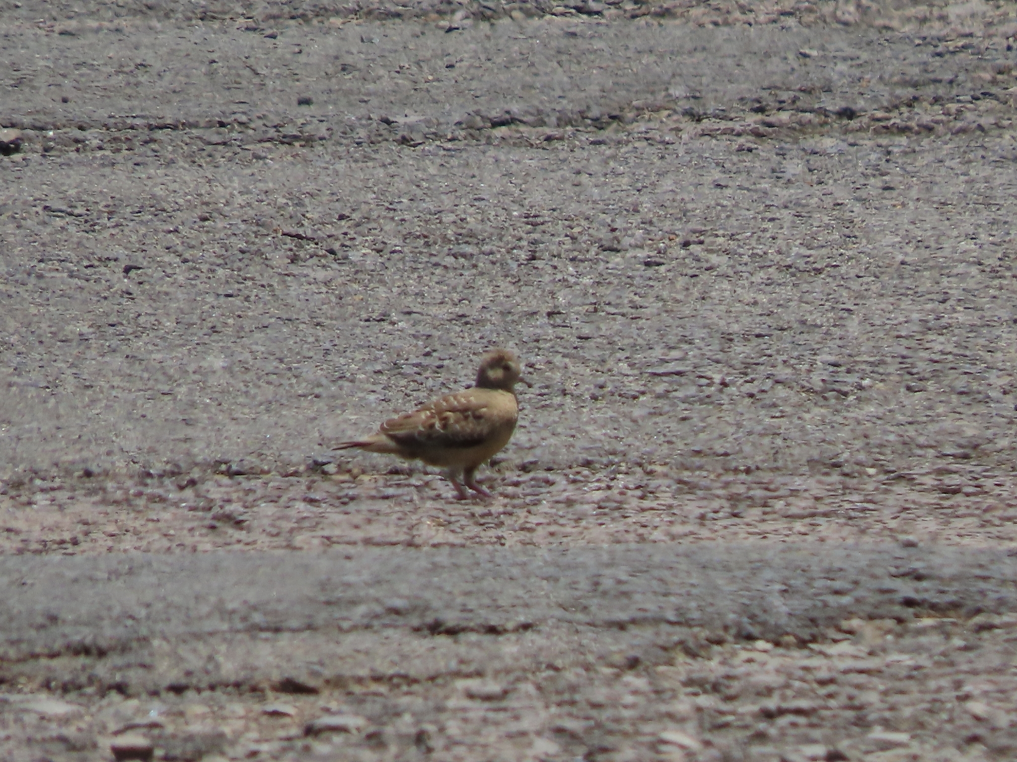 Plain-breasted Ground Dove (Columbina minuta), photo 5