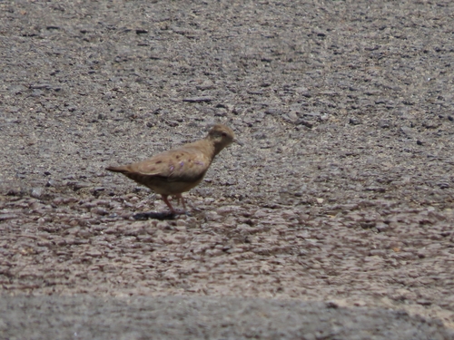 Plain-breasted Ground Dove (Columbina minuta), photo 5