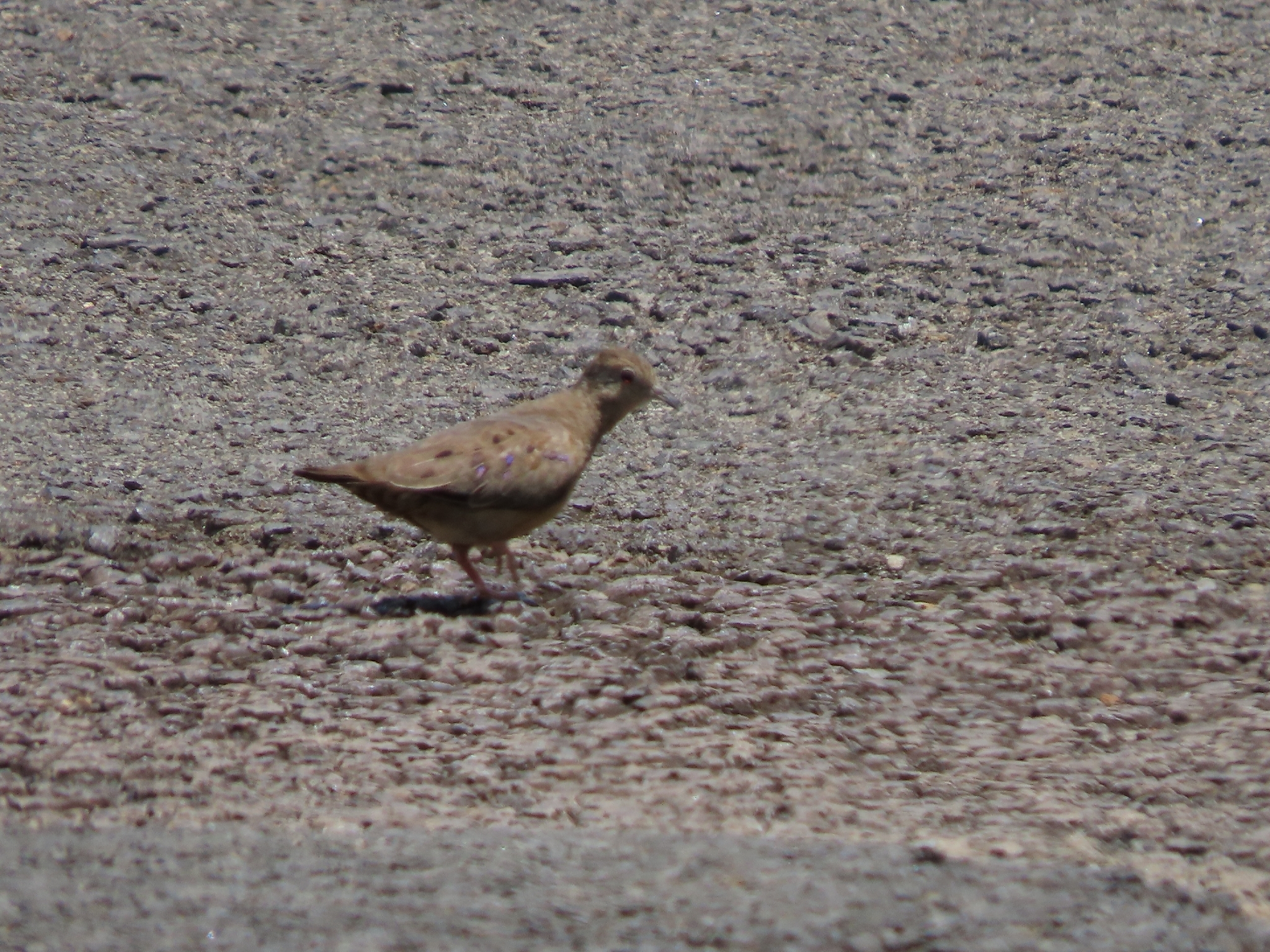 Plain-breasted Ground Dove (Columbina minuta), photo 6