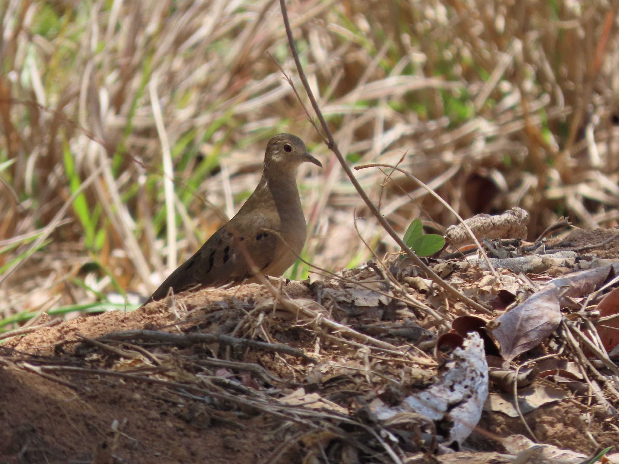 Plain-breasted Ground Dove (Columbina minuta), photo 7