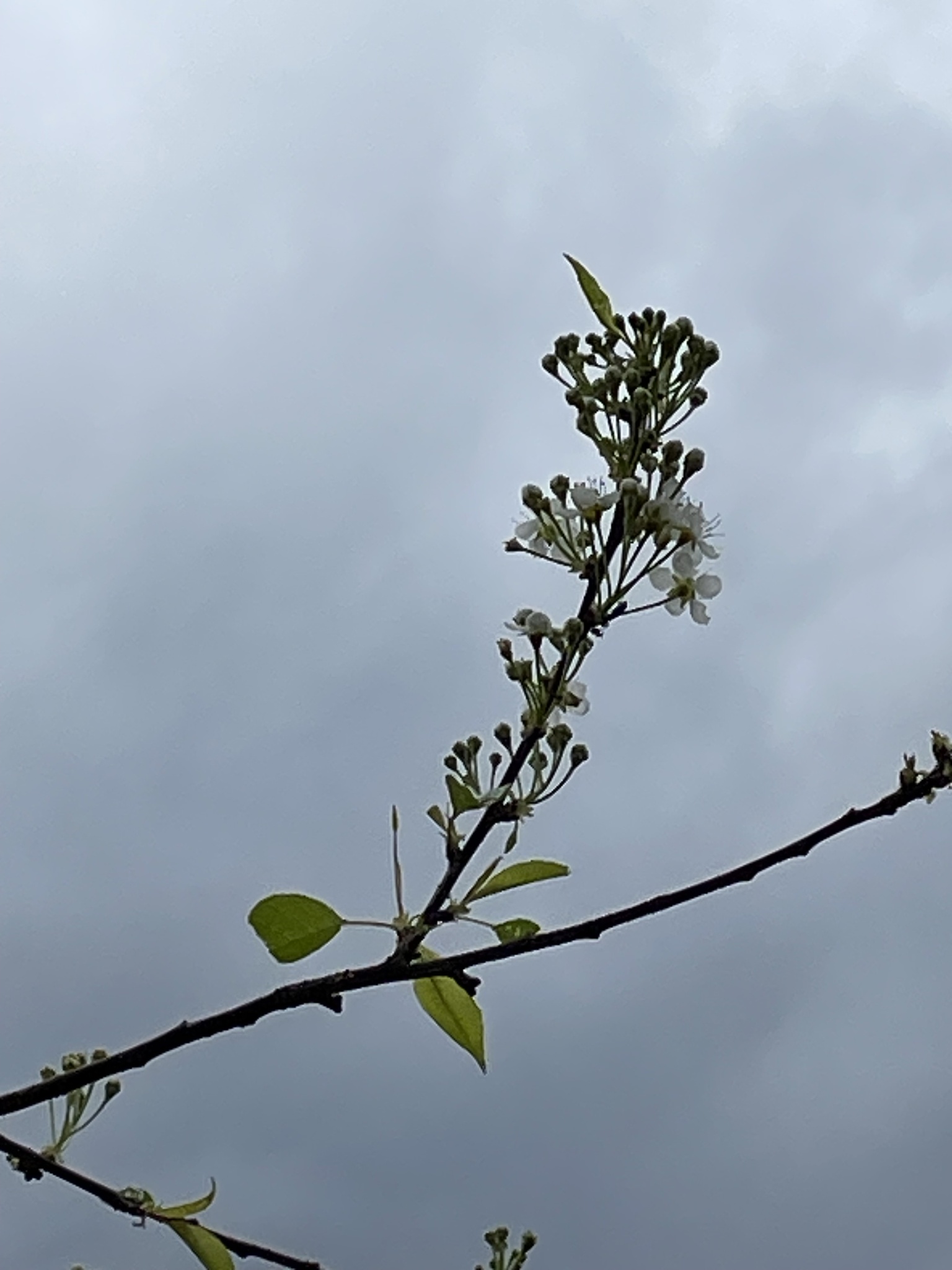 Imagem de cerejeira-da-Pensilvânia
