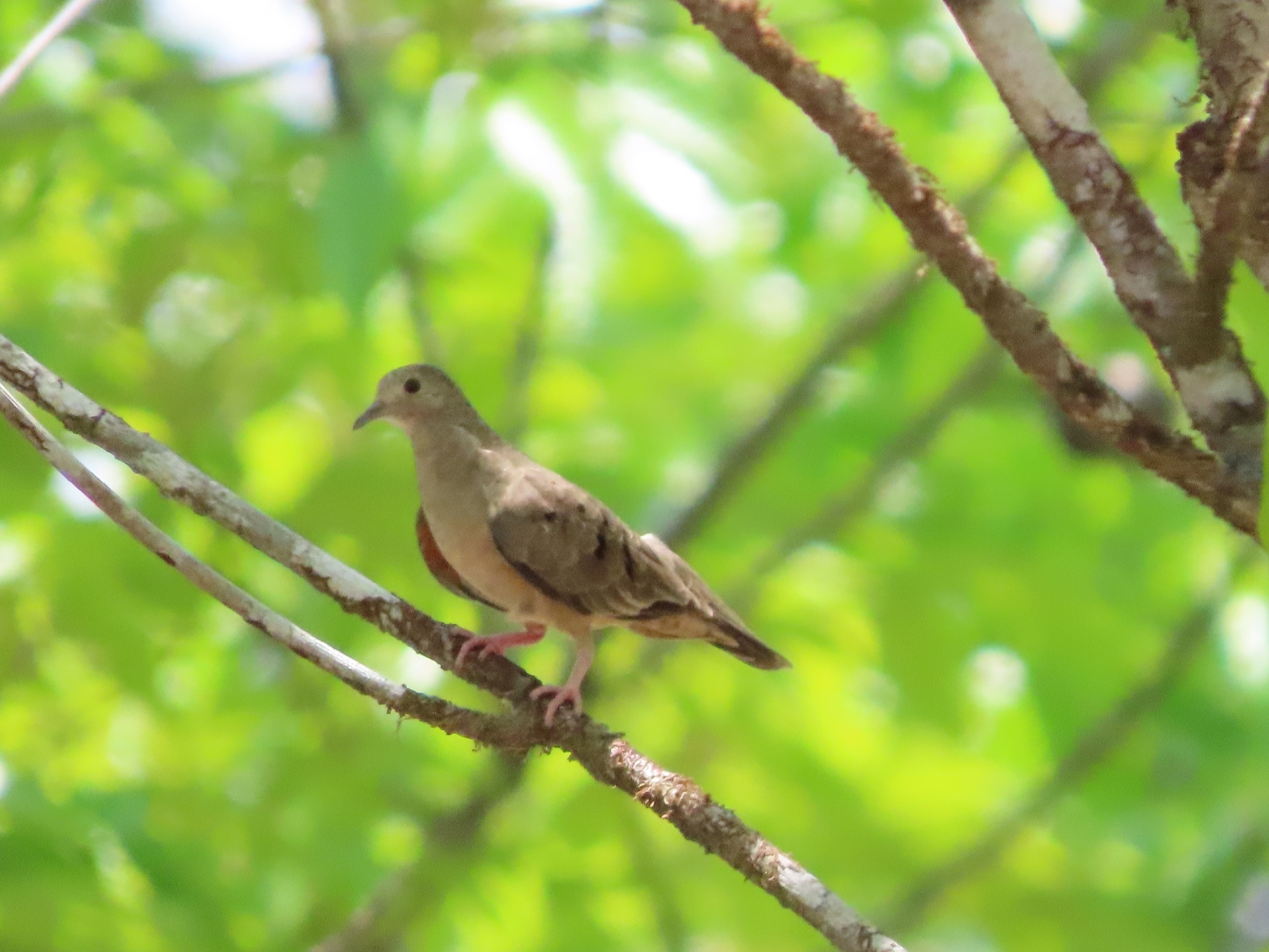 Plain-breasted Ground Dove (Columbina minuta), photo 8