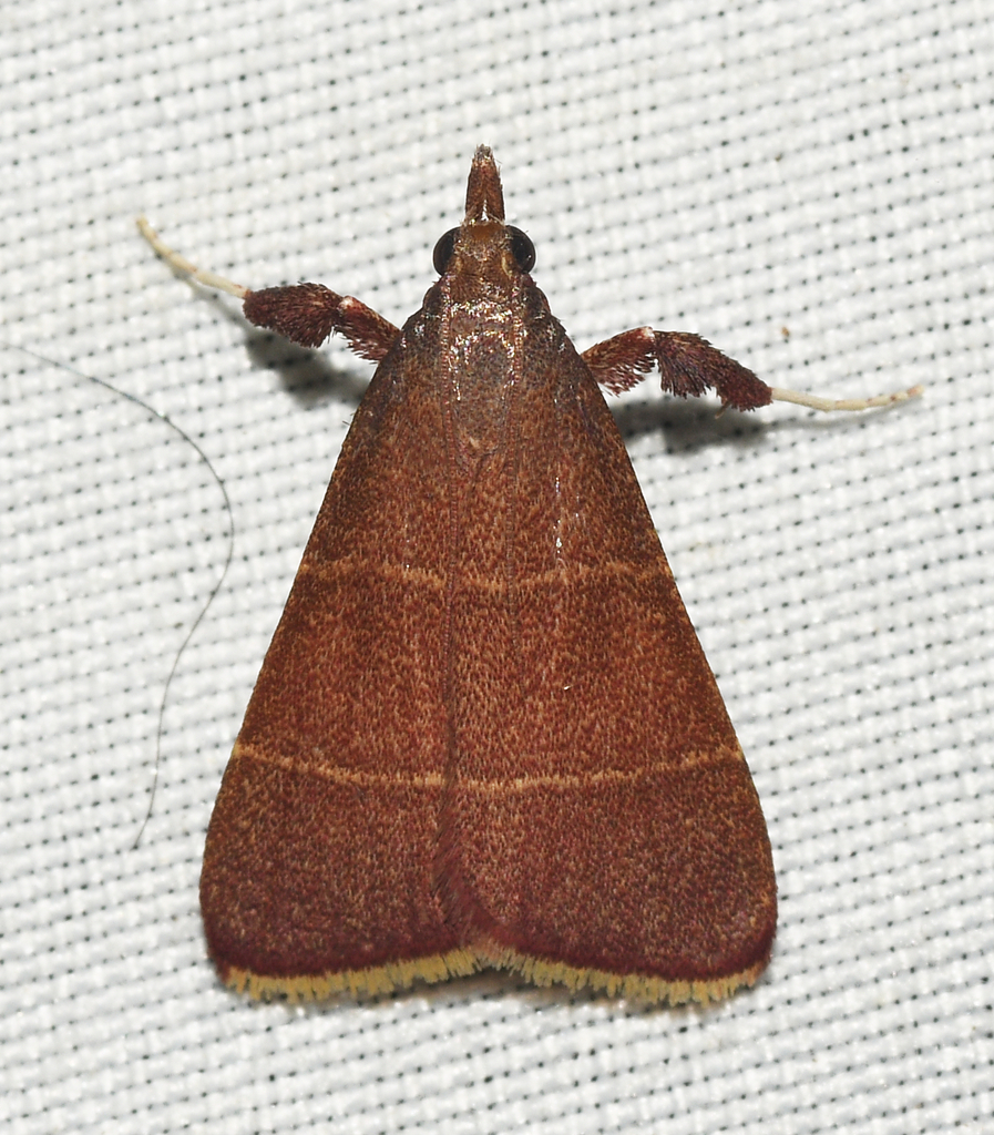 Parachma lequettealis