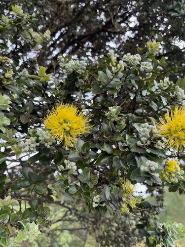 Metrosideros polymorpha observed 2026-03-27