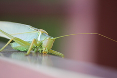 Terpandrus woodgeri