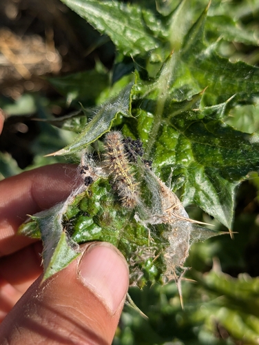 iNaturalist observation photo of Painted Lady