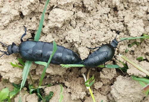 Meloe cicatricosus