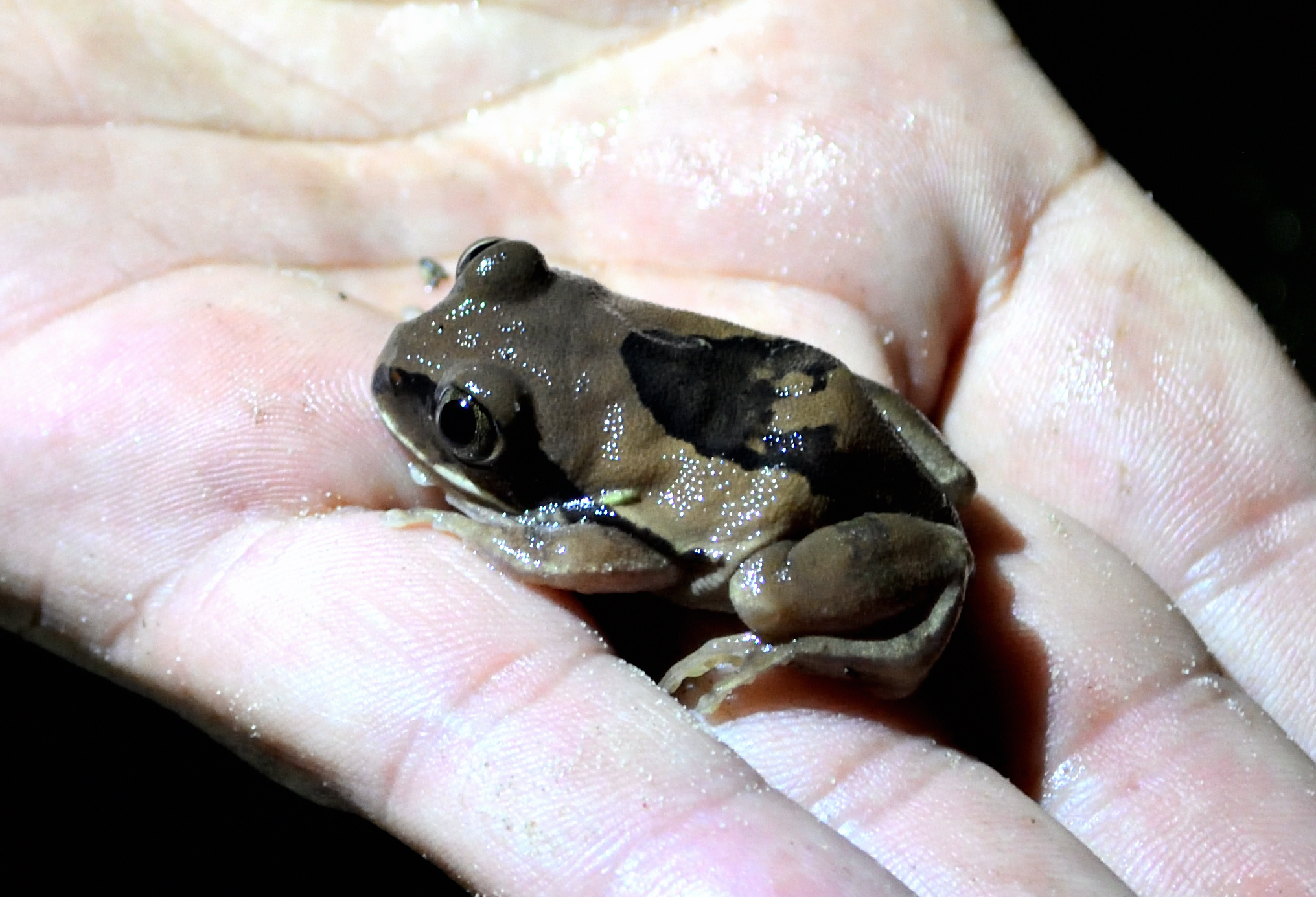 Leptopelis mossambicus Poynton, 1985
