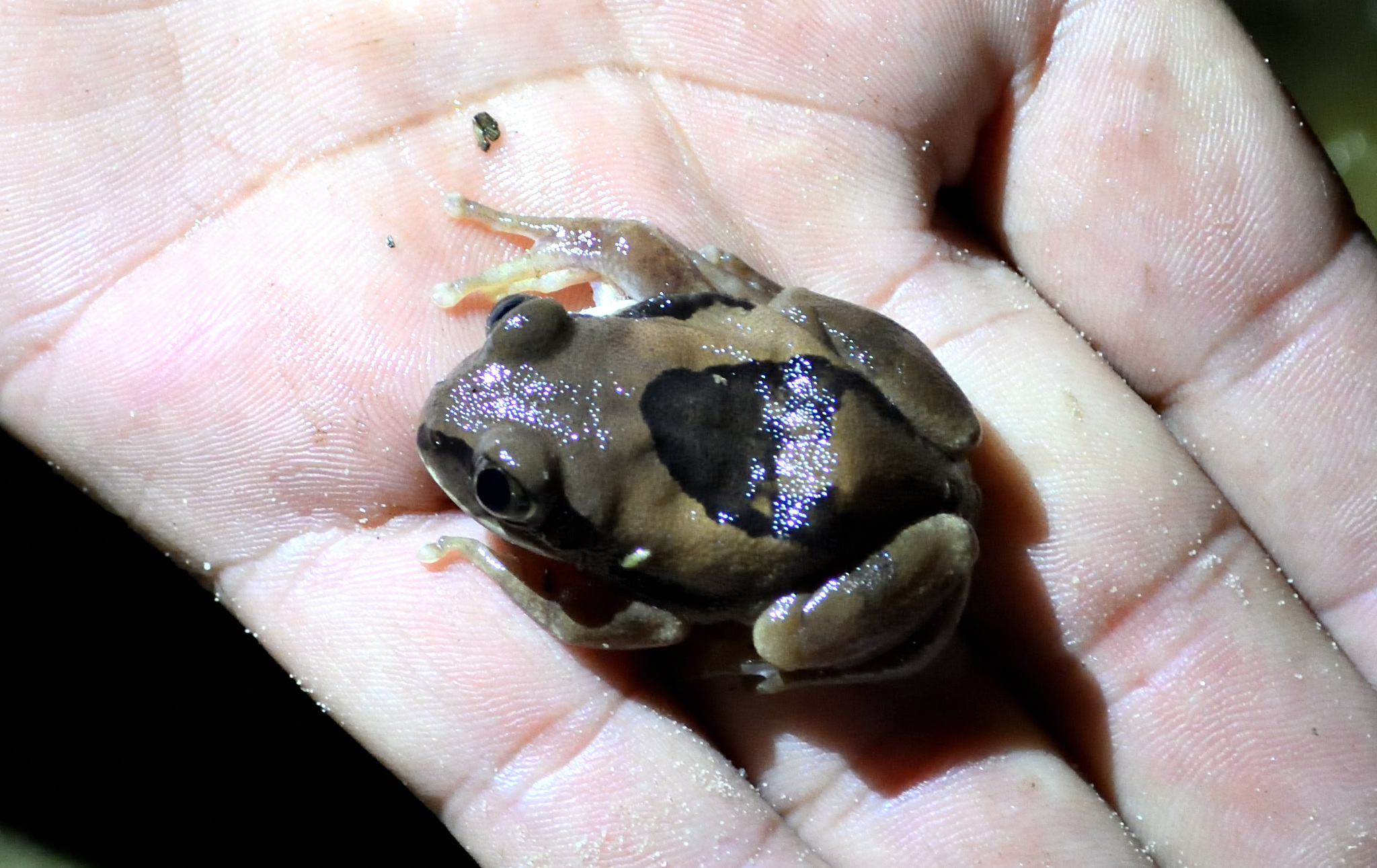 Leptopelis mossambicus Poynton, 1985