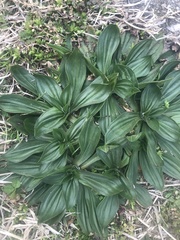 Plantago lanceolata