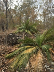 Macrozamia miquelii