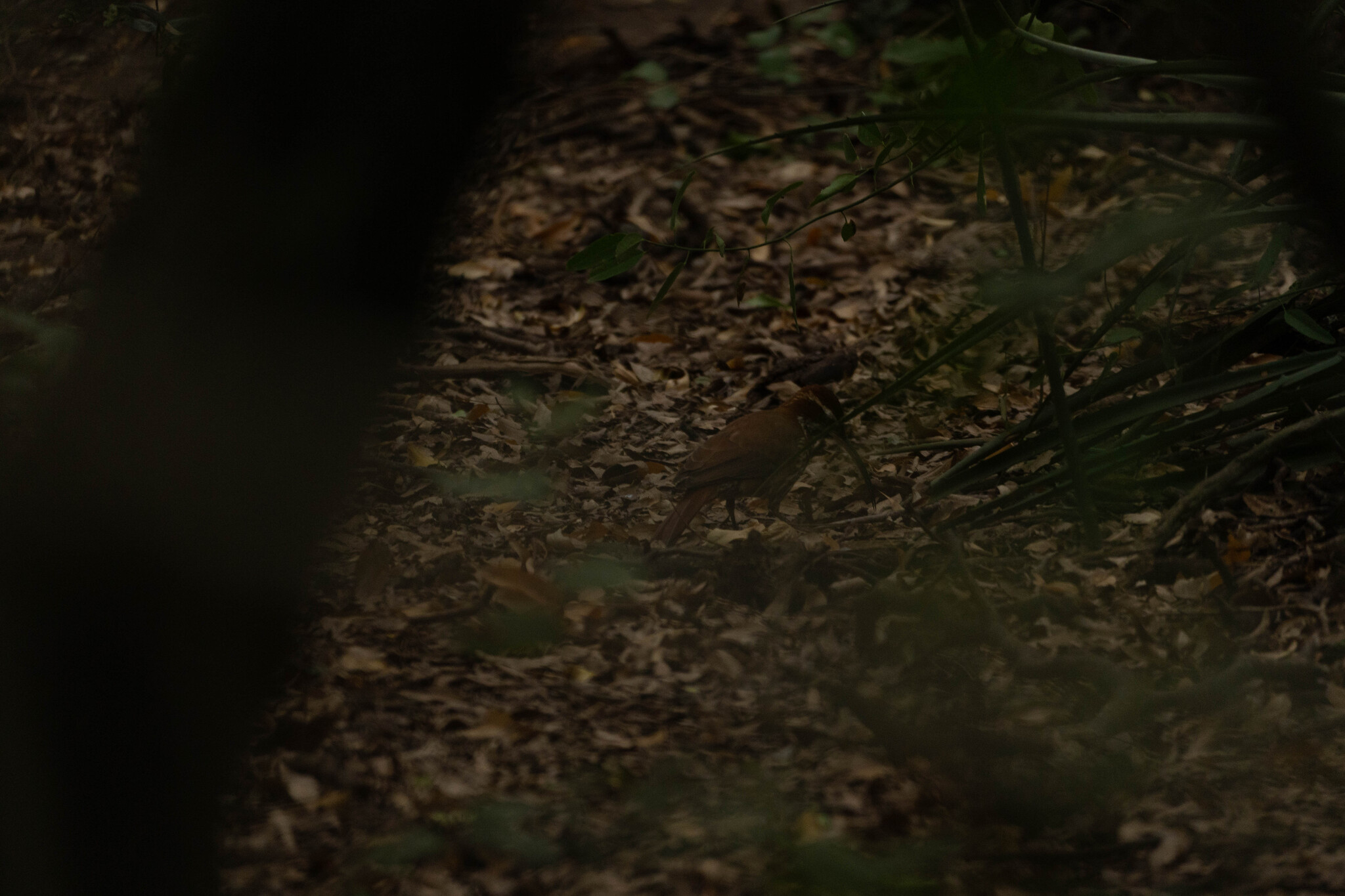 Scimitar-billed Woodcreeper (Drymornis bridgesii), photo 9