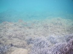 Seriola
