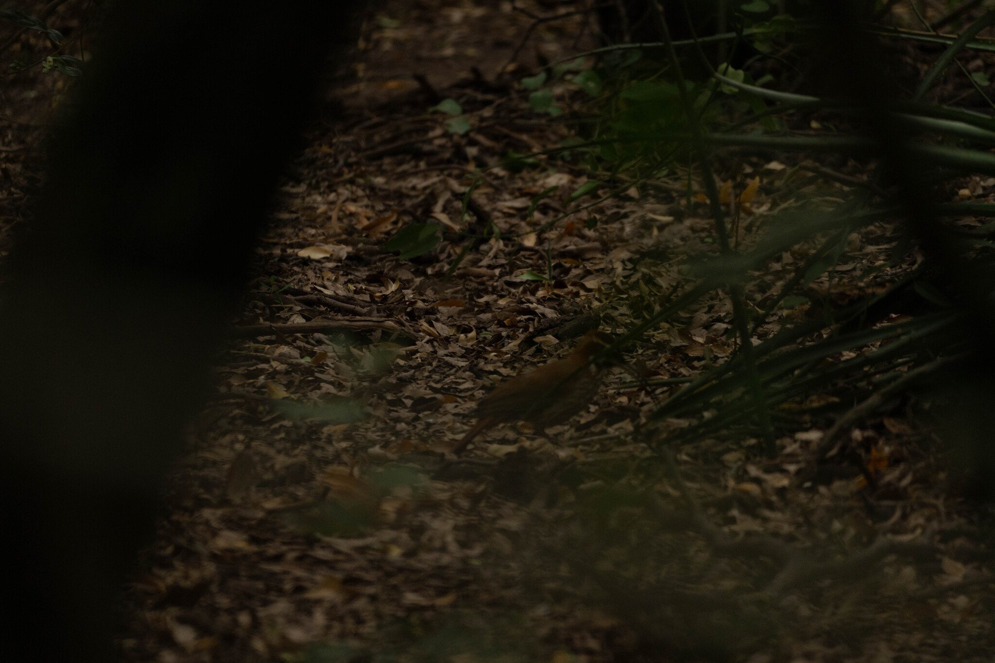Scimitar-billed Woodcreeper (Drymornis bridgesii), photo 10