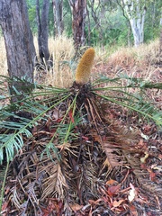 Cycas ophiolitica