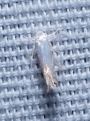 Phyllonorycter lucidicostella