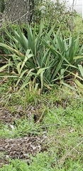 Yucca pallida