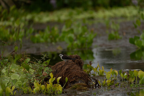 Pied Water Tyrant (Fluvicola pica), photo 9