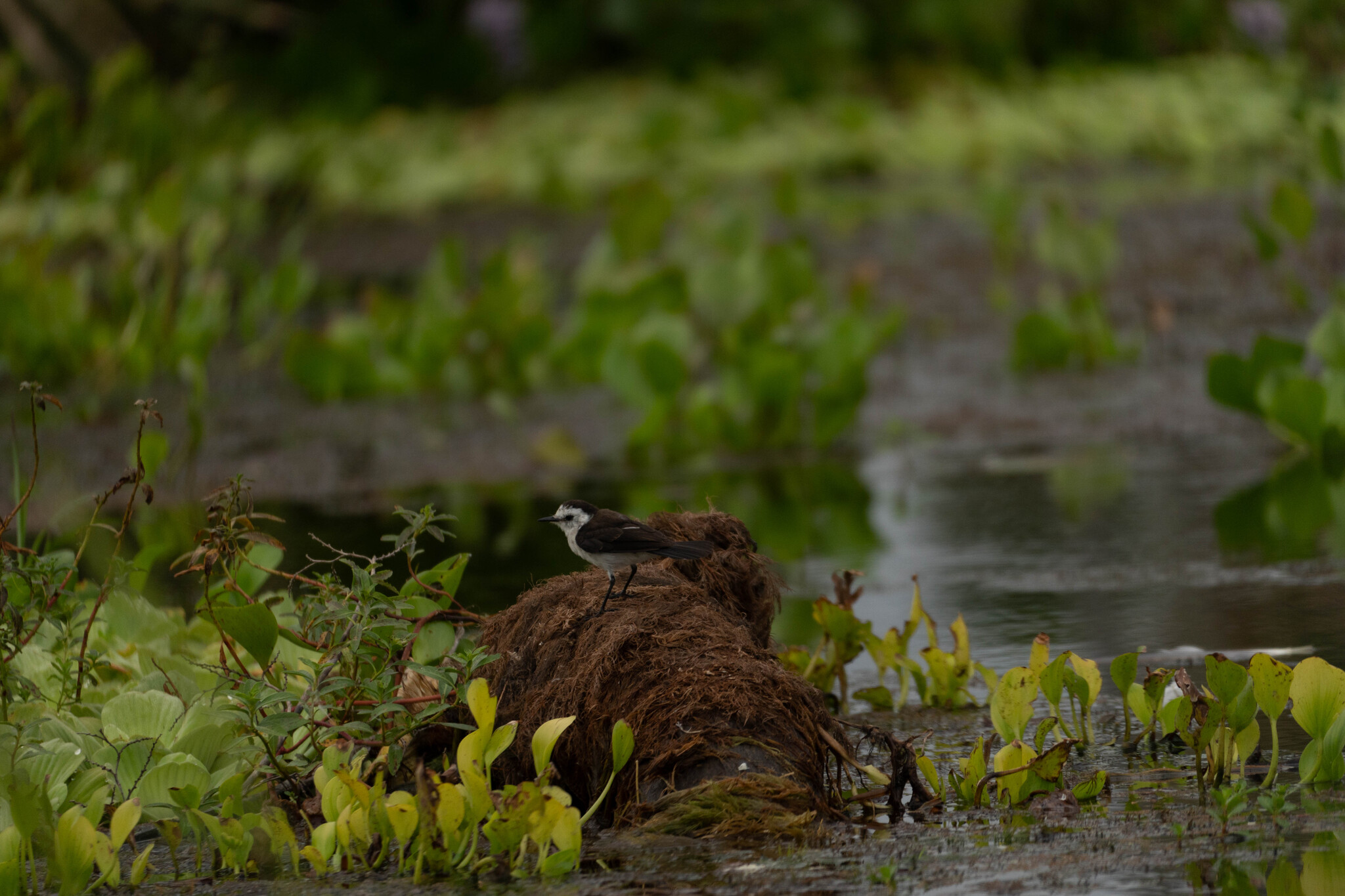 Pied Water Tyrant (Fluvicola pica), photo 9